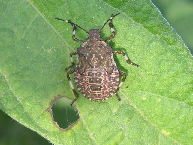 Pentatomidae:  ninfe di Halyomorpha halys